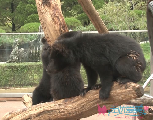 韩国熊熊木乐园的小熊